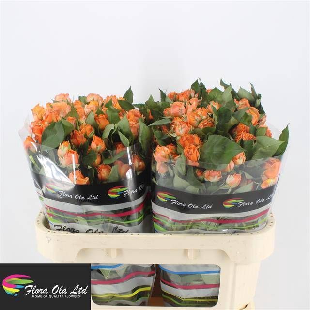 <h4>R TR CORAL BUBBLES</h4>