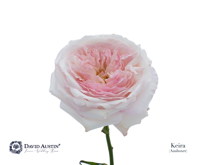 <h4>Rosa David Austin Keira</h4>