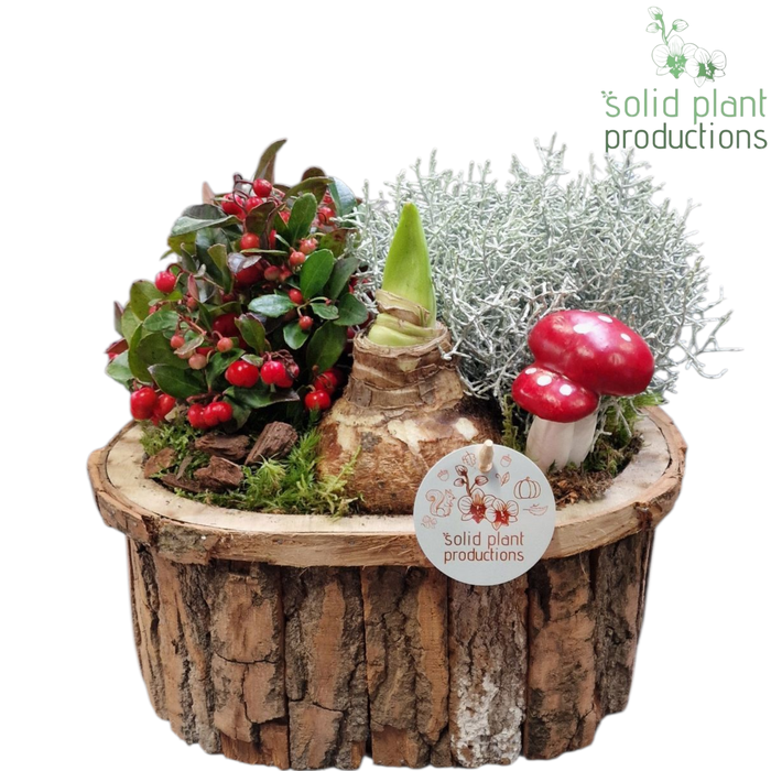 <h4>BOLA001 Amaryllis Bark O Large Brown</h4>