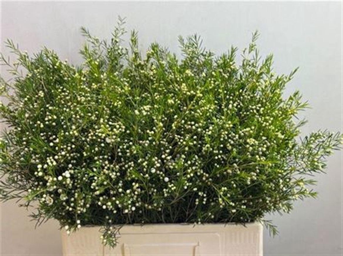 <h4>CHAME UN OFIR</h4>