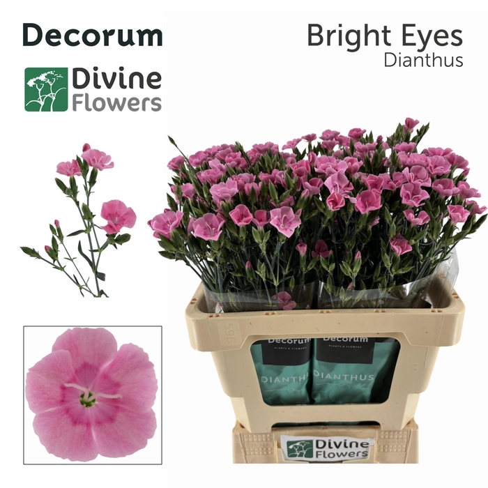 <h4>DI DIVI BRIGHT EYES</h4>
