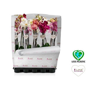 Phalaenopsis mix - 2 tak 80cm (Less Plastic)