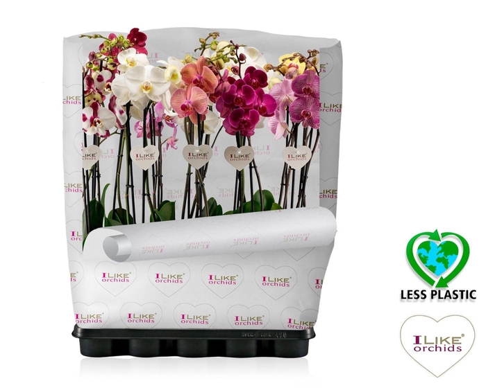 <h4>Phalaenopsis mix - 2 tak 80cm (Less Plastic)</h4>