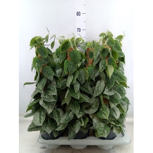 Scindapsus pictus 'Silvery Ann'