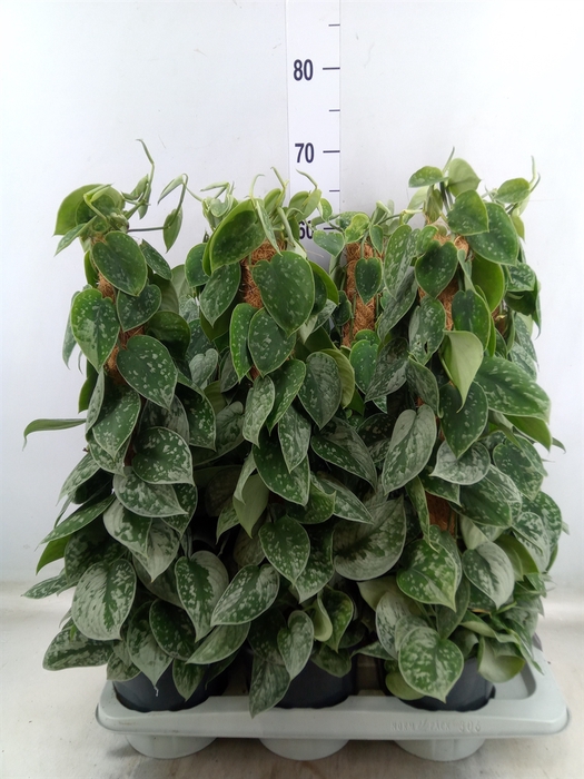 <h4>Scindapsus pictus 'Silvery Ann'</h4>