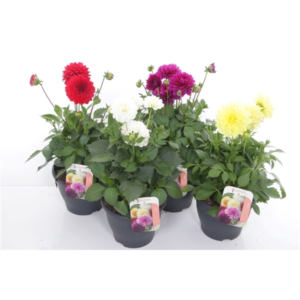 <h4>Dahlia Dalina max mix</h4>
