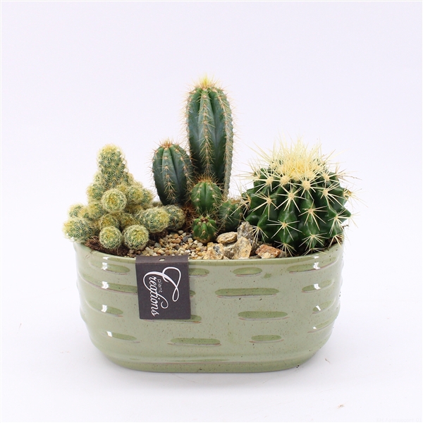 CTCR-2445 Cactus Essentials