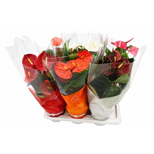 Anthurium 17 cm 6 color mix in Couture sleeve