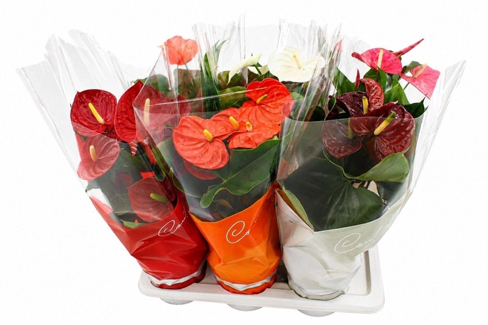 <h4>Anthurium 17 cm 6 color mix in Couture sleeve</h4>
