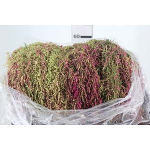 AMARANTHUS EXOTIC PLUMOSO VERDE PENDENTE 070 CM