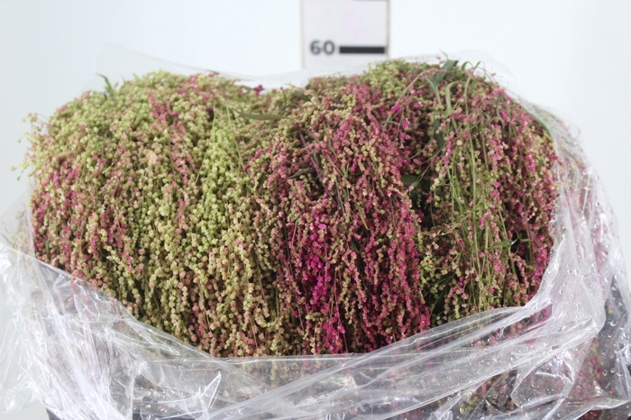 <h4>AMARANTHUS EXOTIC PLUMOSO VERDE PENDENTE 070 CM</h4>
