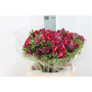 Anemone Mistral Super Magenta