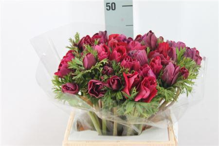 <h4>Anemone Mistral Super Magenta</h4>