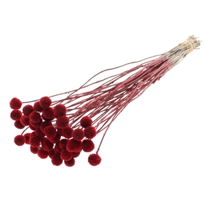 Craspedia Dried Red