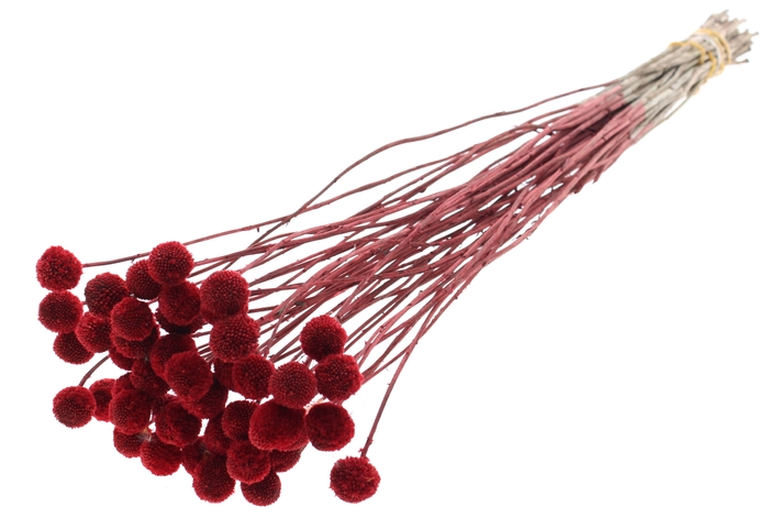 <h4>Craspedia Dried Red</h4>