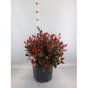 Photinia fraseri 'Little Red Robin'