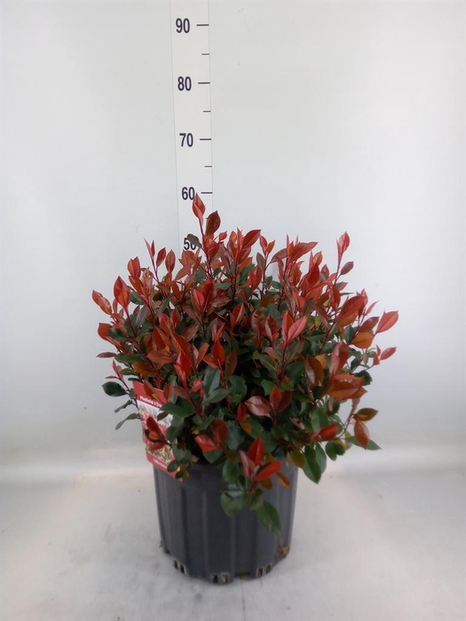 <h4>Photinia fraseri 'Little Red Robin'</h4>