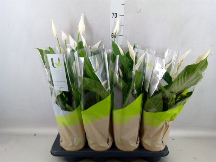 <h4>Spathiphyllum  'Strauss'</h4>