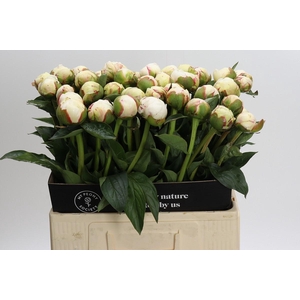 Paeonia Mary E. Nicholls