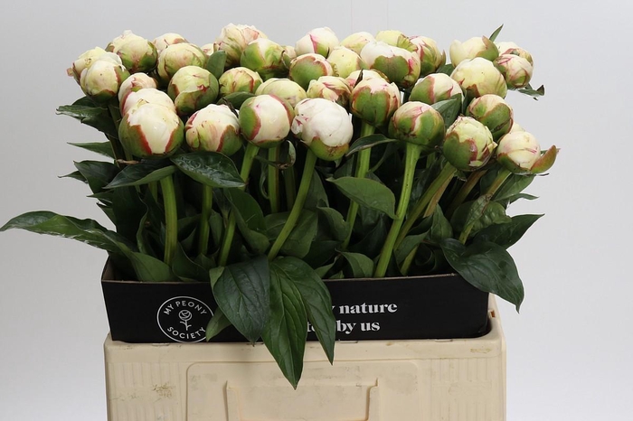 <h4>Paeonia Mary E. Nicholls</h4>