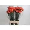 Dianthus St Kalimero