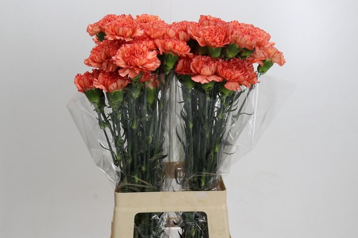 Dianthus St Kalimero