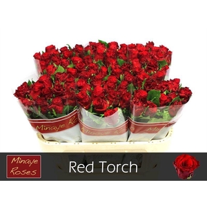 R GR RED TORCH