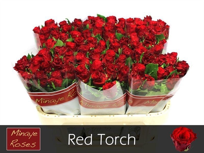 <h4>R GR RED TORCH</h4>