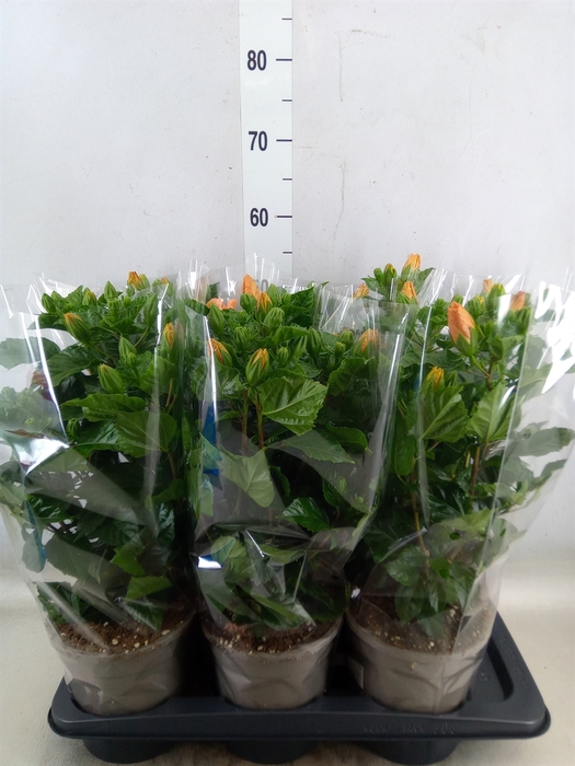 <h4>Hibiscus rosa-sin. 'Bombay'</h4>