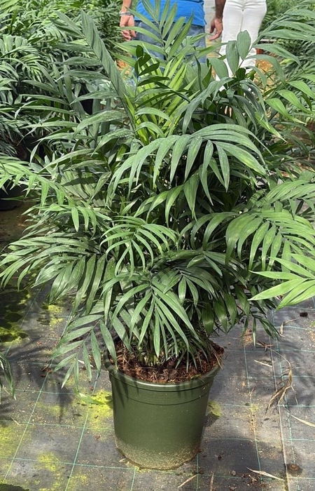 <h4>CHAMAED ELEGANS</h4>