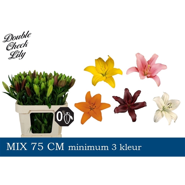 <h4>Li La Mix Double Check</h4>