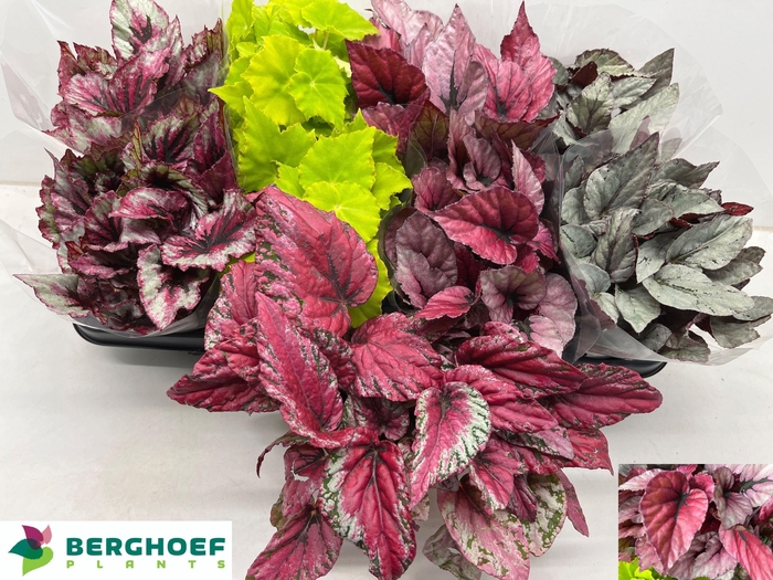 <h4>BEG BEL GEM</h4>