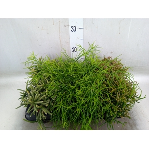 Rhipsalis   ...mix