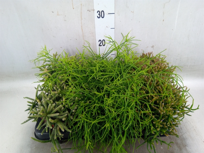 <h4>Rhipsalis   ...mix</h4>