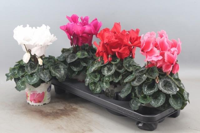 <h4>CYCL GR HAL CURLY</h4>