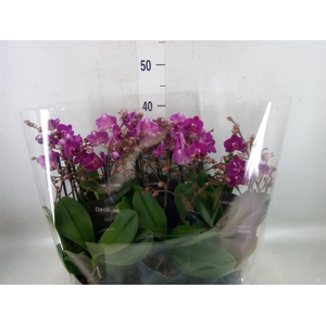 Phalaenopsis multi.   ...lilac
