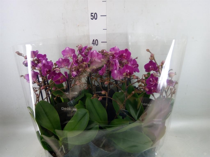 <h4>Phalaenopsis multi.   ...lilac</h4>