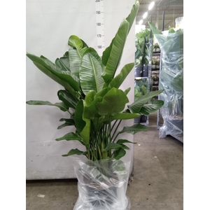 Strelitzia nicolai