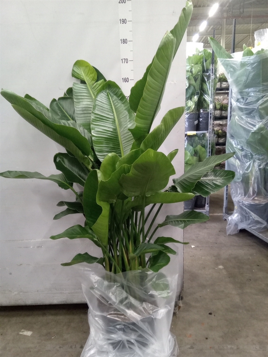 <h4>Strelitzia nicolai</h4>