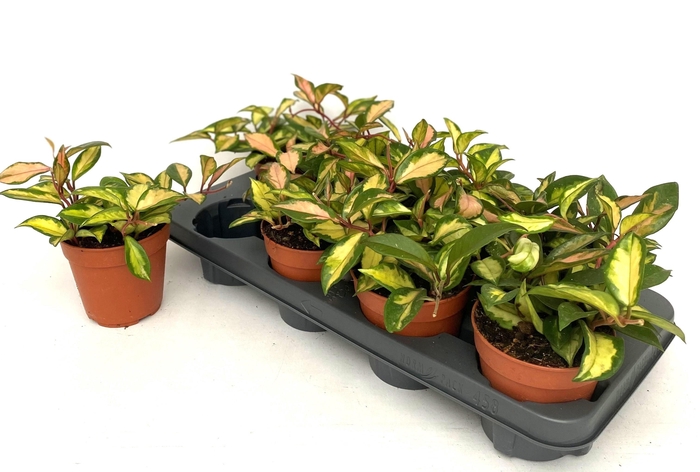 <h4>HOYA C TRICOLOR</h4>