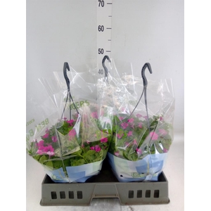 Petunia  'Tiny Tunia Pink'