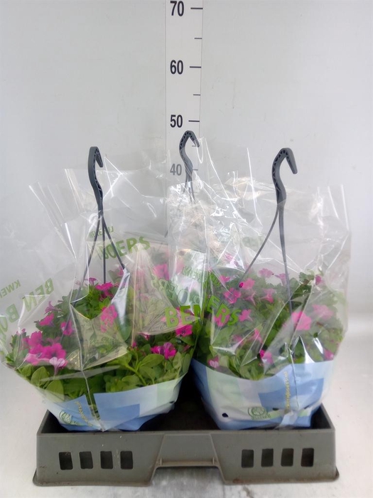 <h4>Petunia 'Tiny Tunia Pink'</h4>