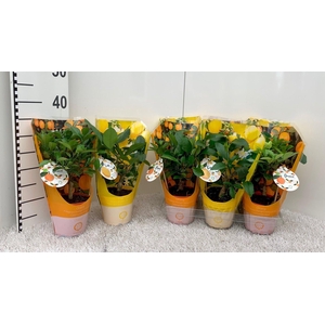 Citrus Mix-Tray (no fruits) in sleeve