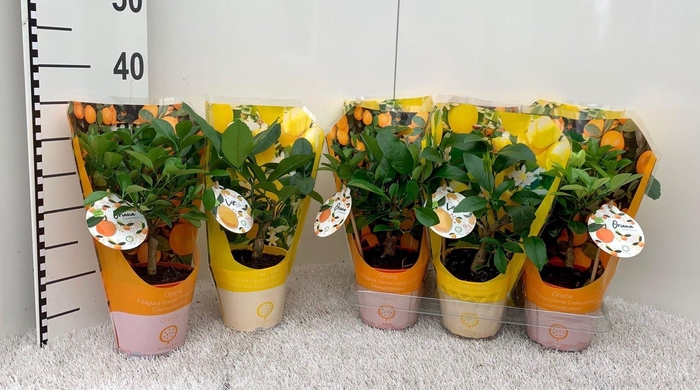 <h4>Citrus Mix-Tray (no fruits) in sleeve</h4>