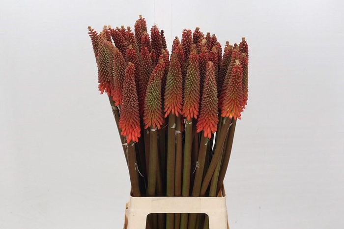 Kniphofia Alcazar