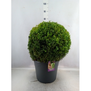 Buxus semp.   ...