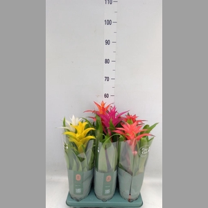 Guzmania   ...mix