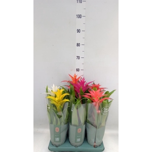 Guzmania ...mix