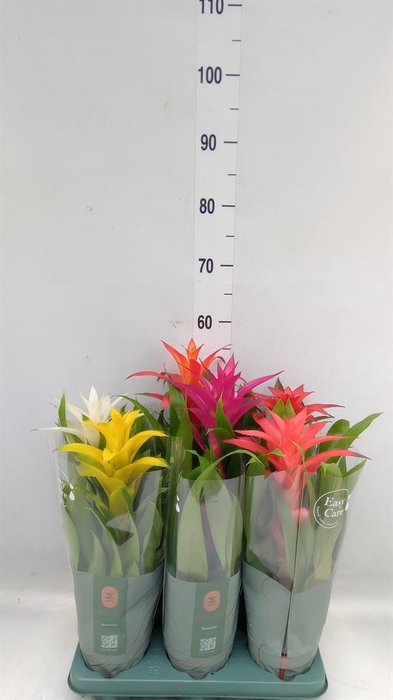 <h4>Guzmania   ...mix</h4>