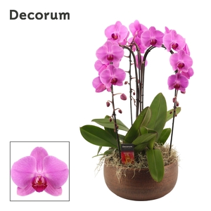 Terra cascade 3 tak symphony pink (Deco-collection)